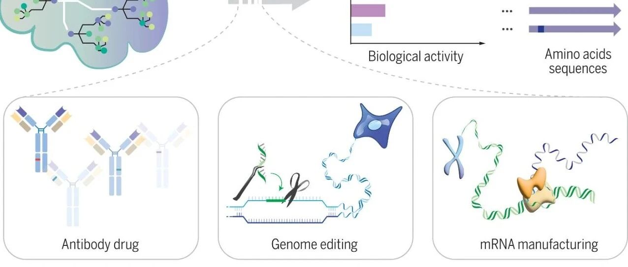 Science 中的 EVOLVEpro 框架——AI 定向进化蛋白